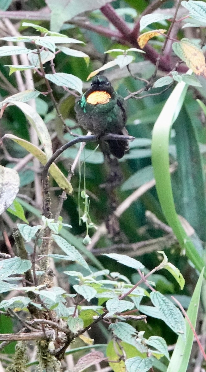 kolibřík drobný - ML610146525