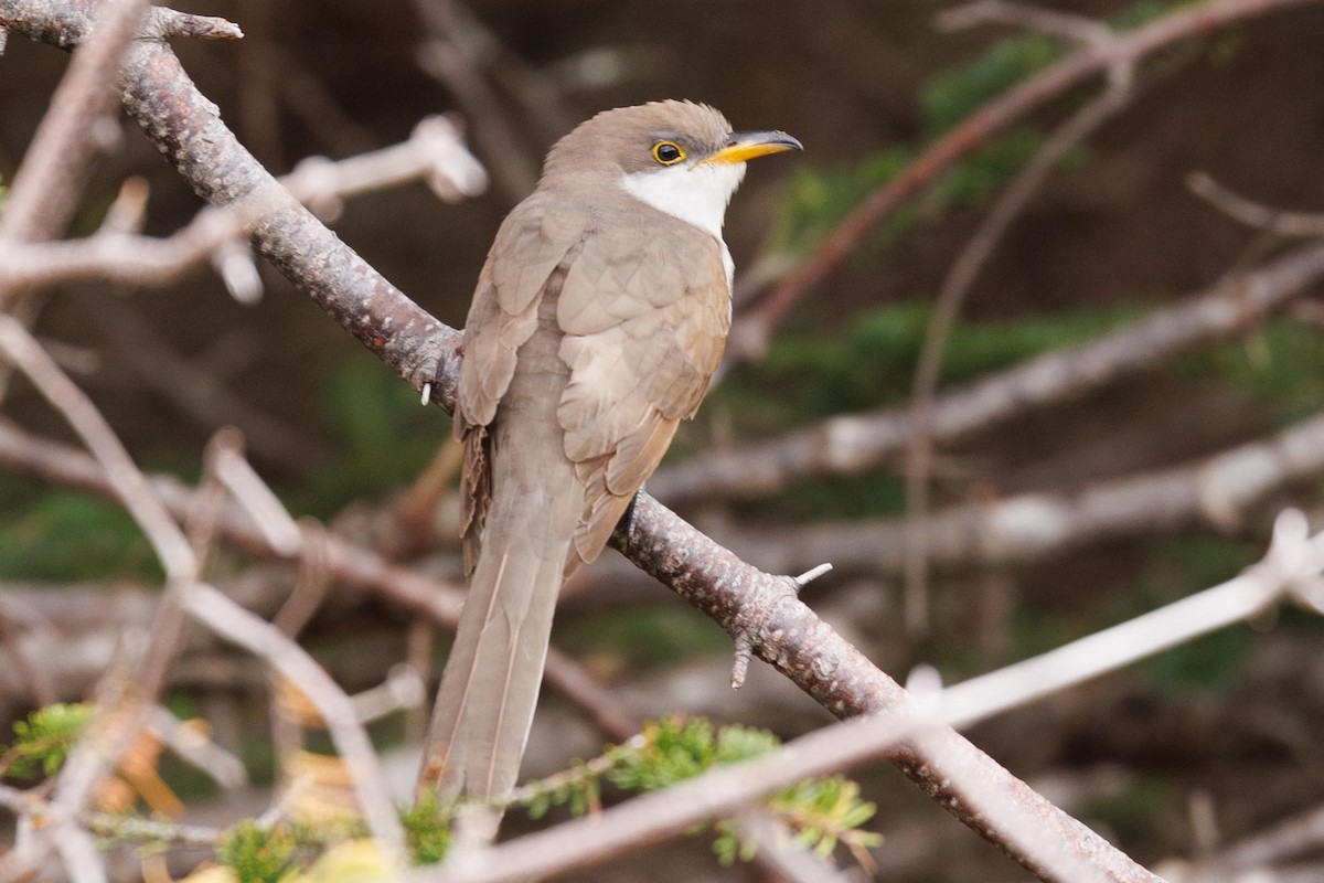 Yellow-billed Cuckoo - ML610146572