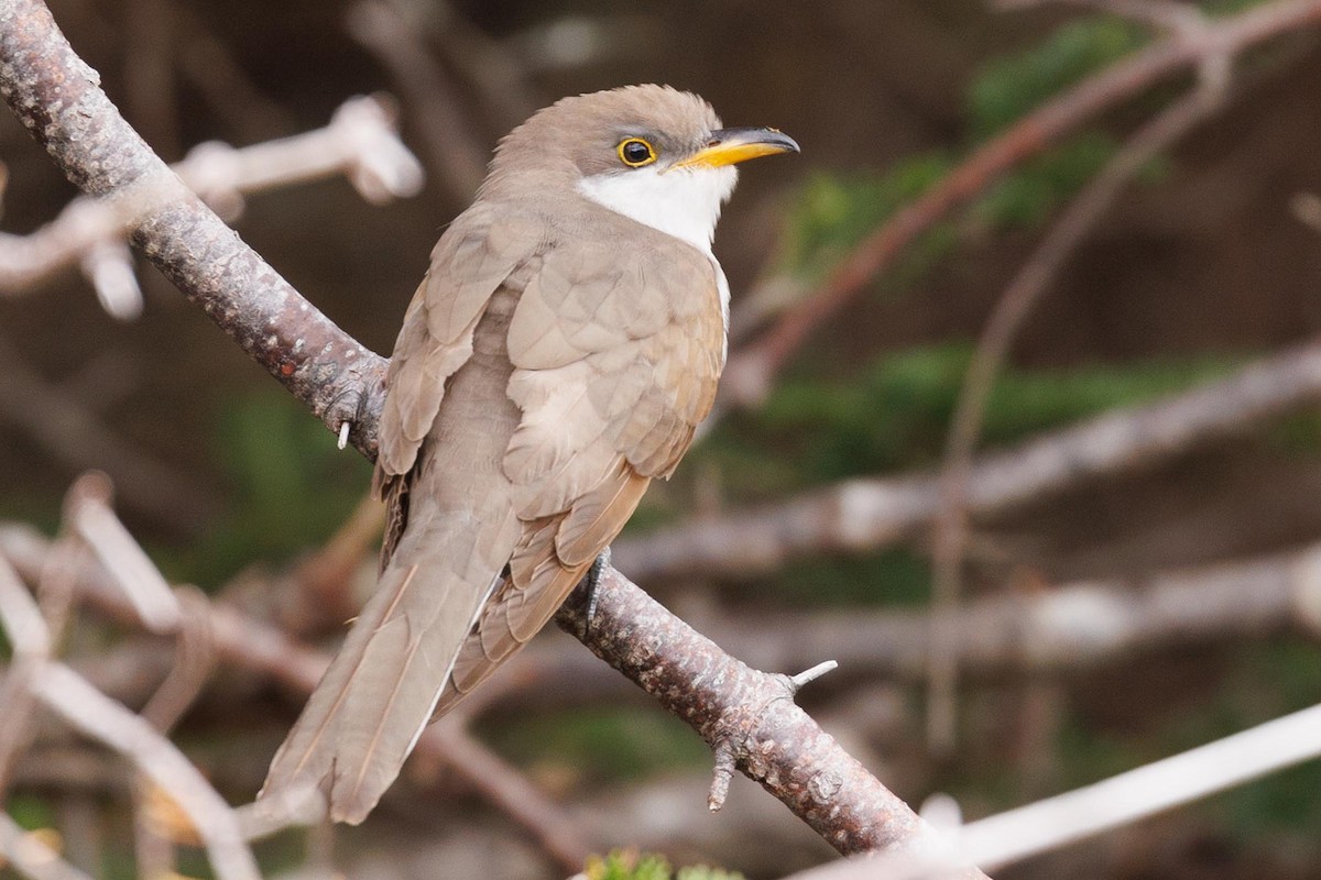 Yellow-billed Cuckoo - ML610146579