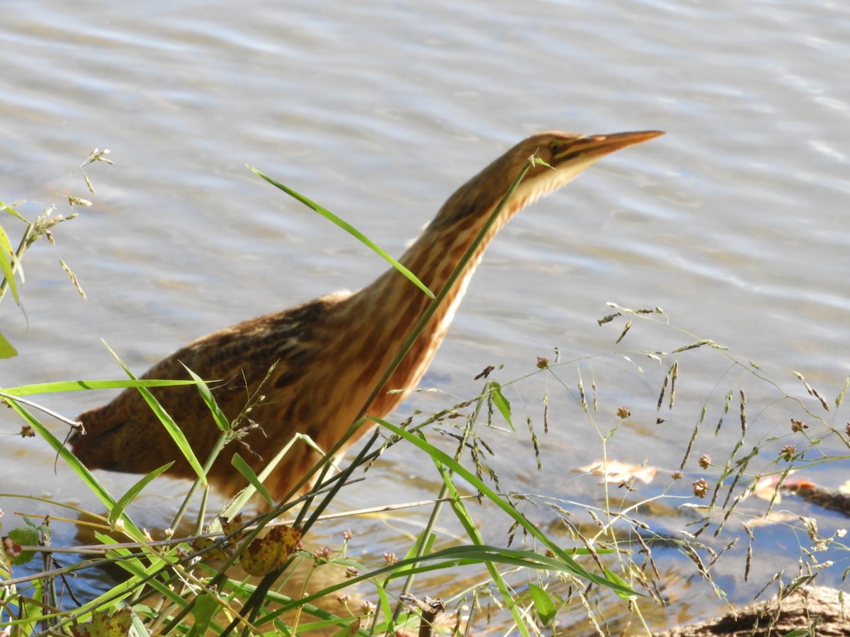 American Bittern - ML610146584