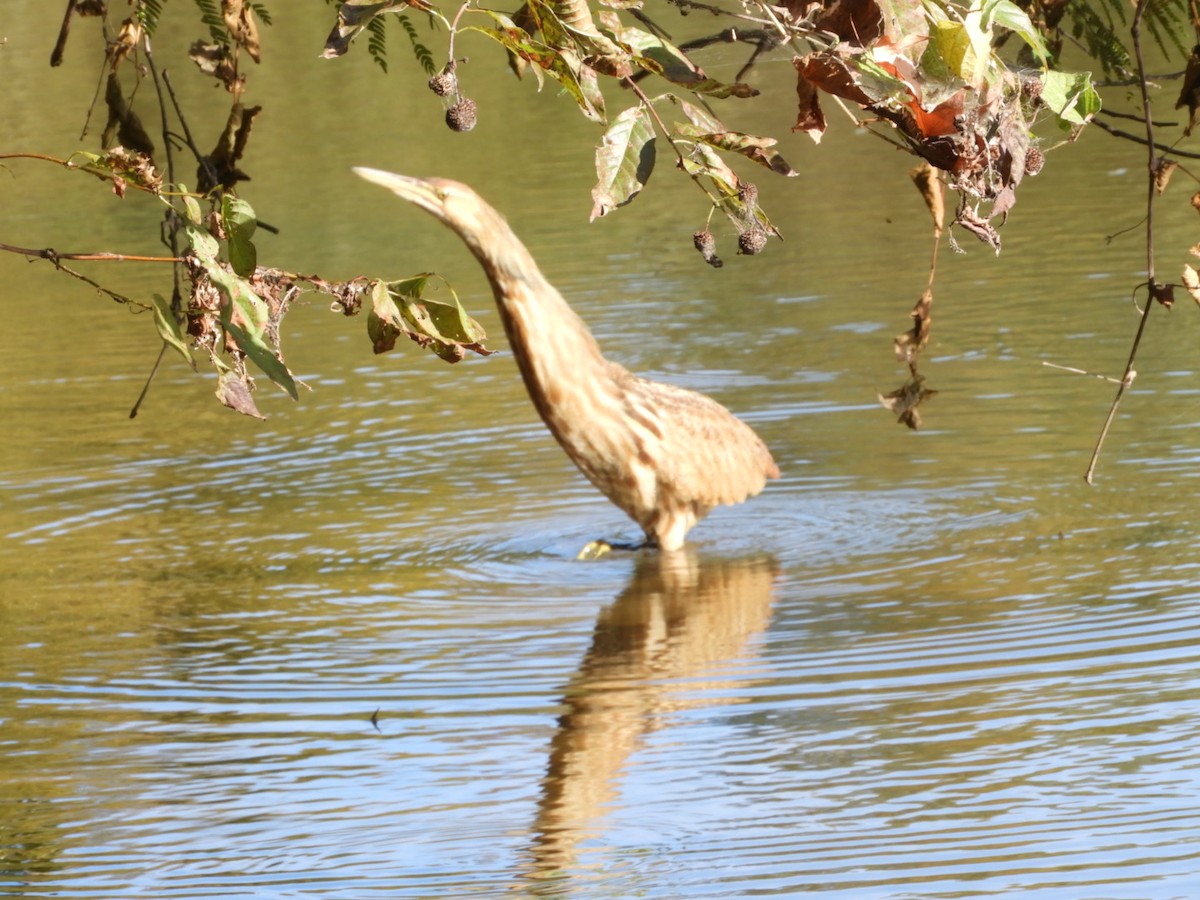 American Bittern - ML610146585