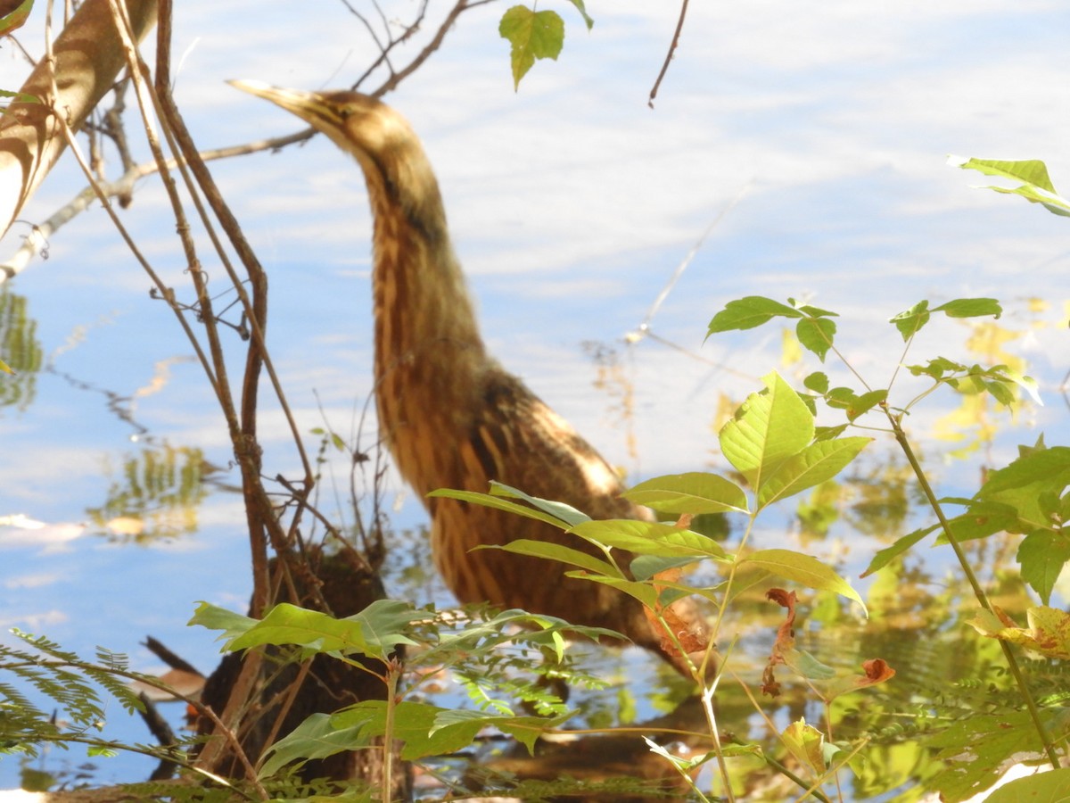 American Bittern - ML610146586