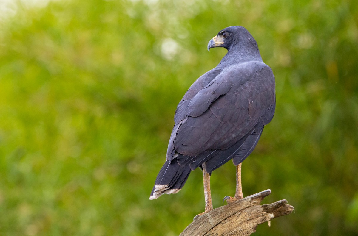 Common Black Hawk - Kike Heredia (Birding Tours)