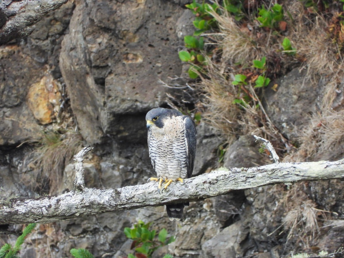 Peregrine Falcon - ML610146624