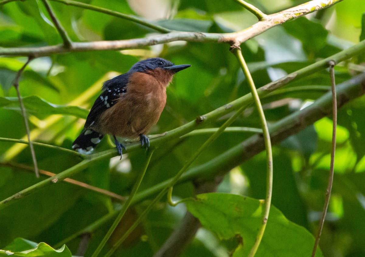 Dot-winged Antwren - Kike Heredia (Birding Tours)