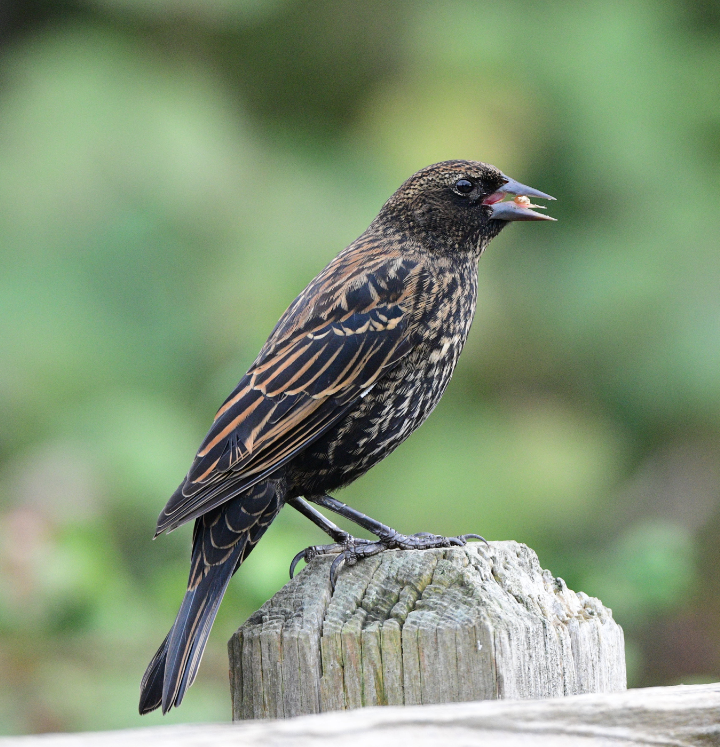 Red-winged Blackbird - ML610146671