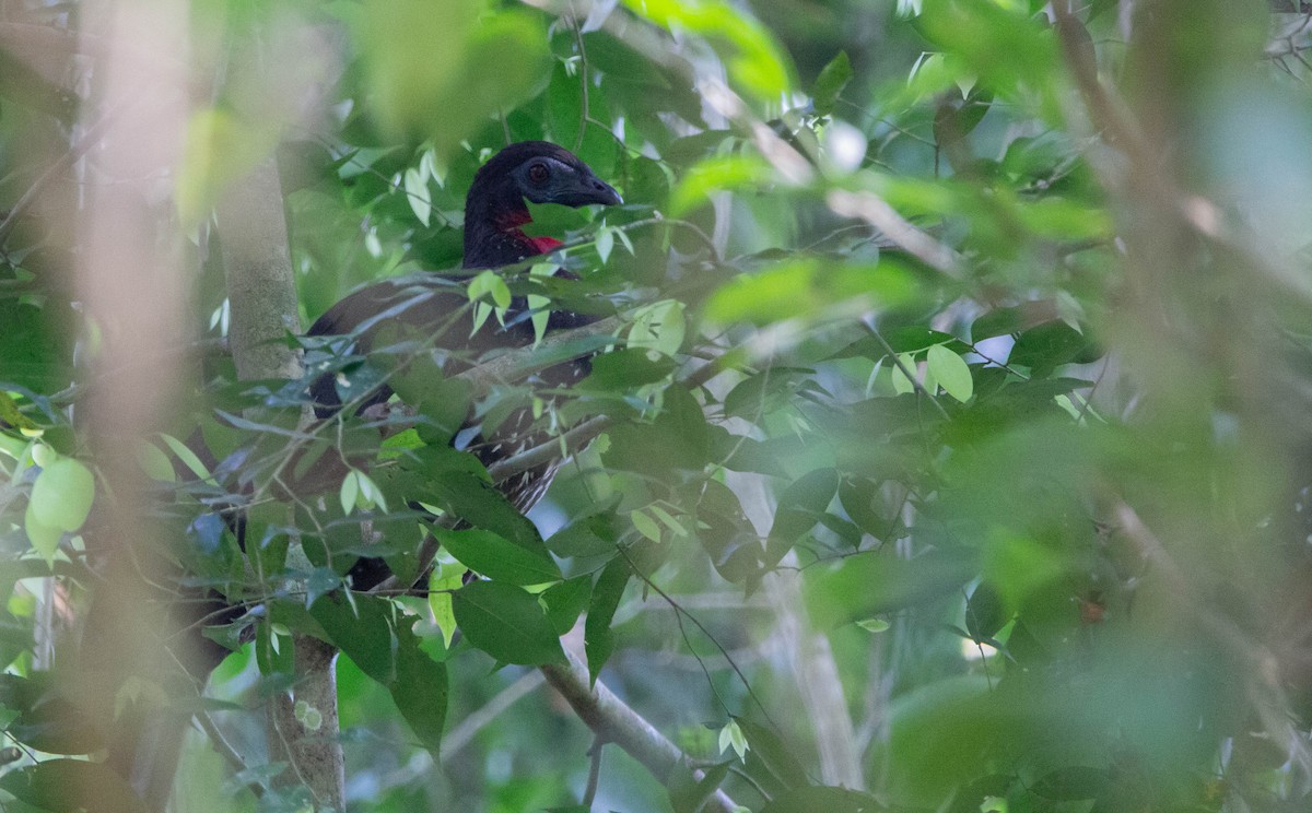 Crested Guan - Kike Heredia (Birding Tours)