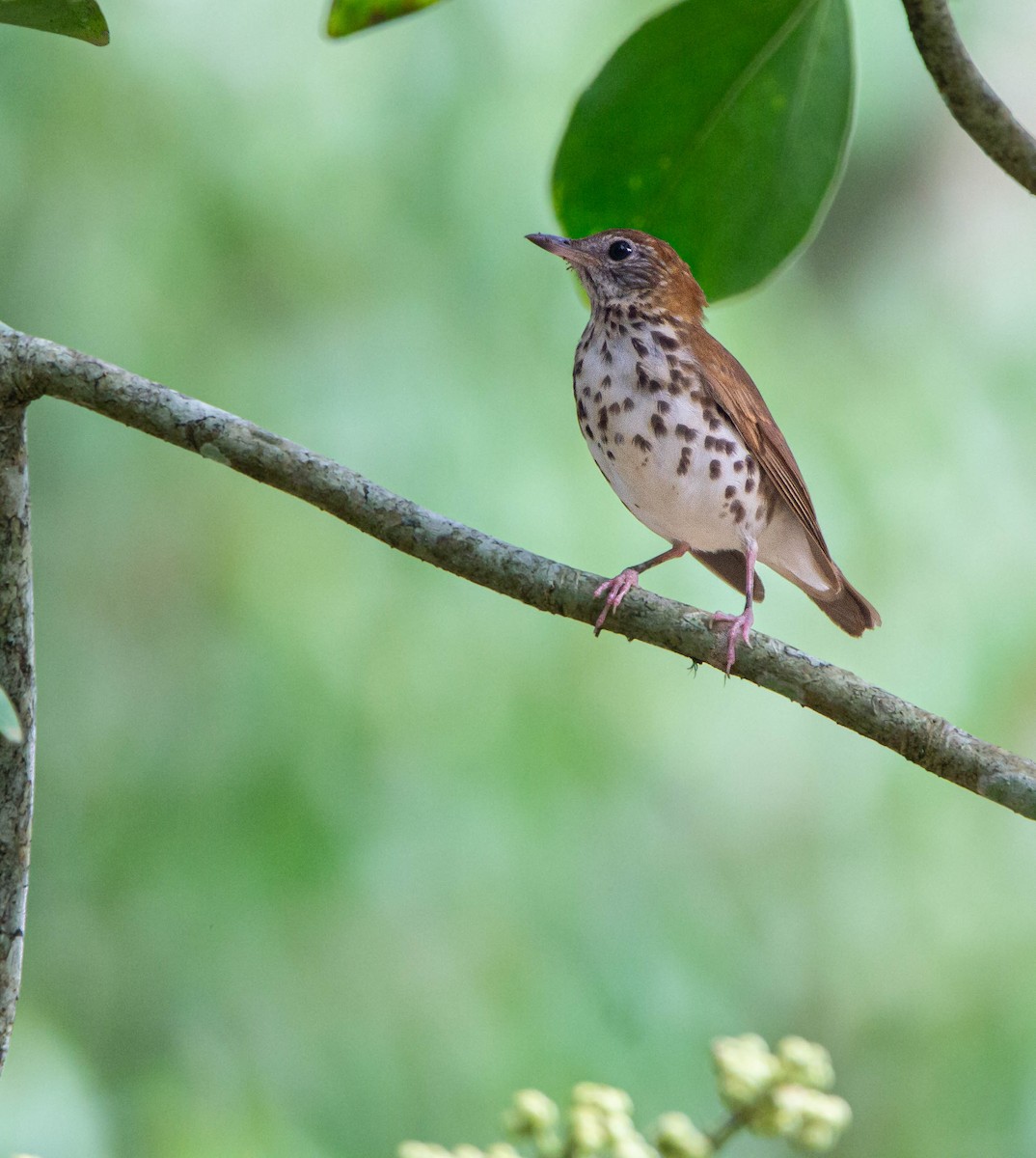 Wood Thrush - Kike Heredia (Birding Tours)