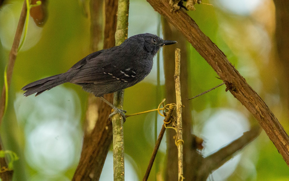 Dusky Antbird - Kike Heredia (Birding Tours)