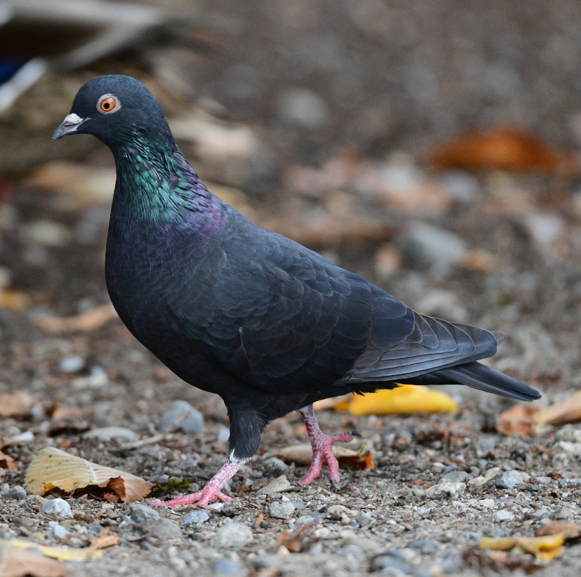Rock Pigeon (Feral Pigeon) - ML610146730