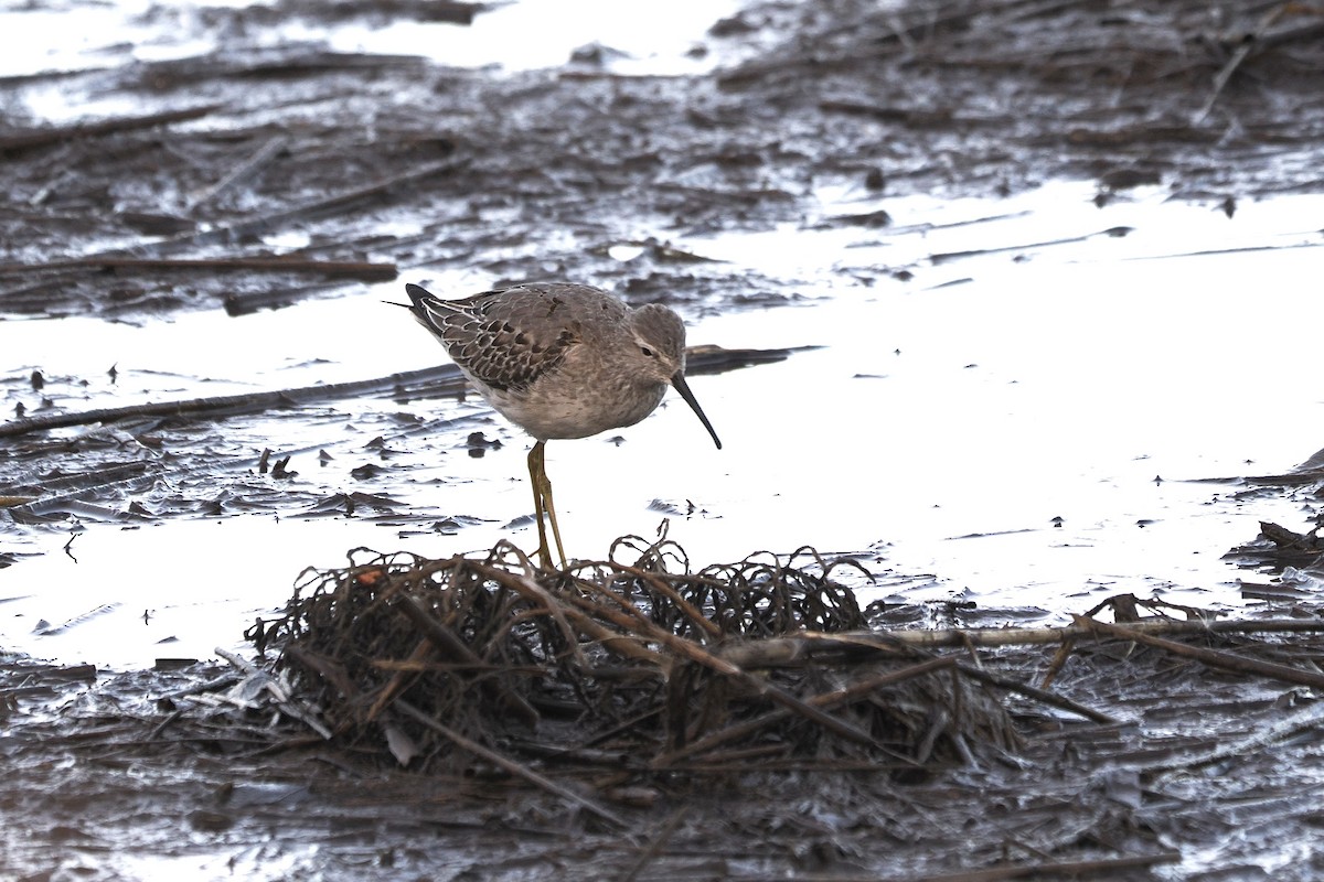 Stilt Sandpiper - ML610146775