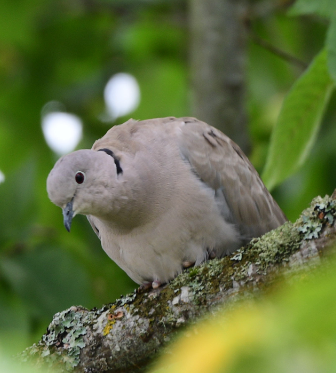 Eurasian Collared-Dove - ML610146781