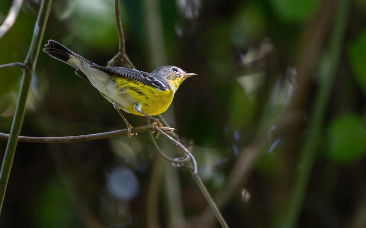 Magnolia Warbler - Kike Heredia (Birding Tours)