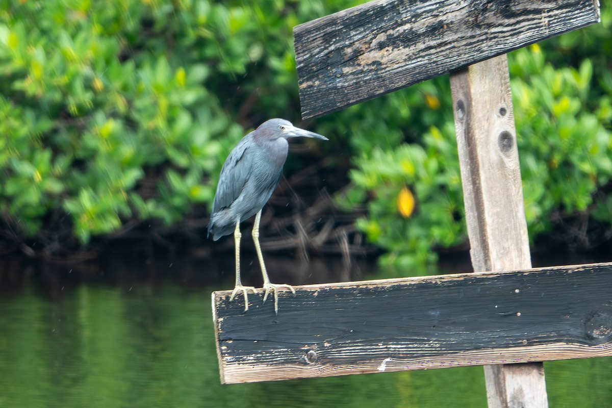 Little Blue Heron - Betsy Fischer