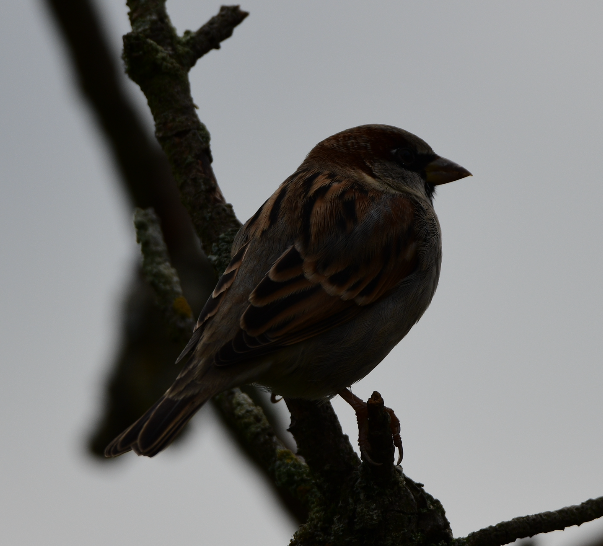 House Sparrow - ML610146838