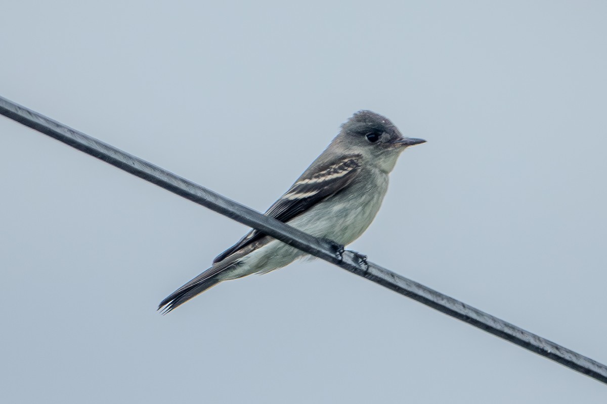 Eastern Wood-Pewee - Betsy Fischer