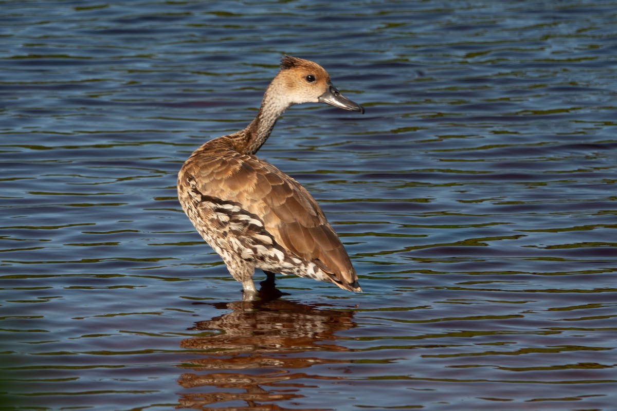 West Indian Whistling-Duck - Betsy Fischer