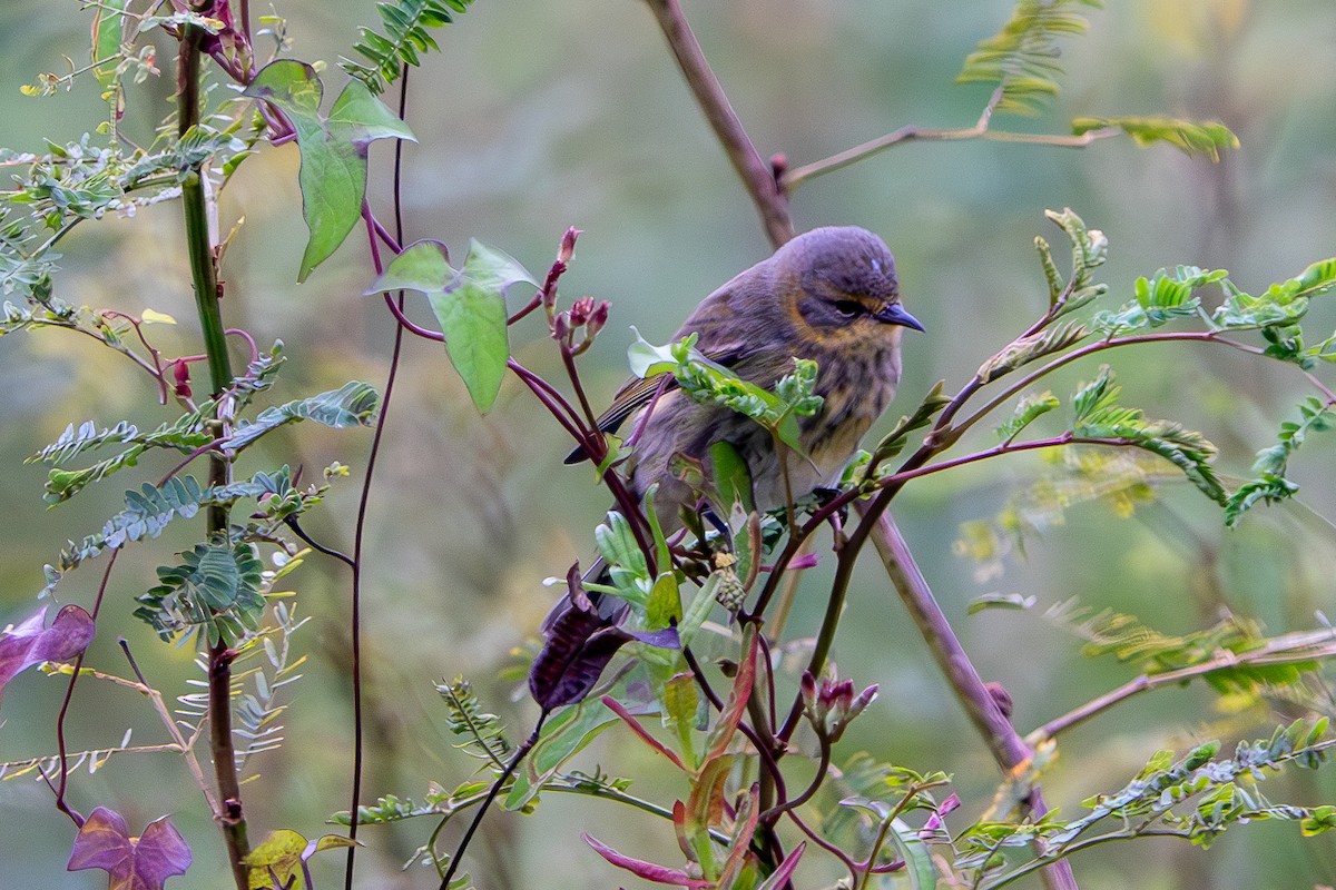 Cape May Warbler - ML610146878