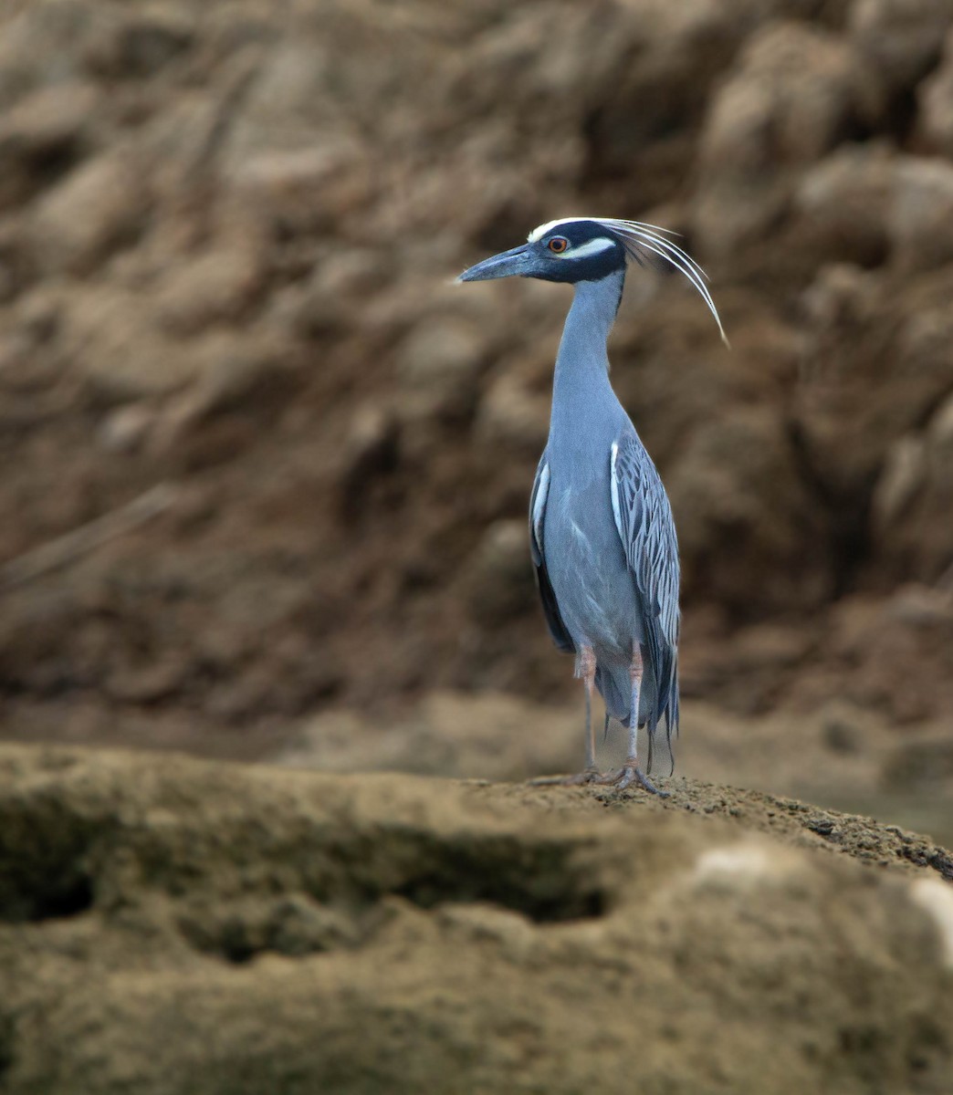 Yellow-crowned Night Heron - Kike Heredia (Birding Tours)