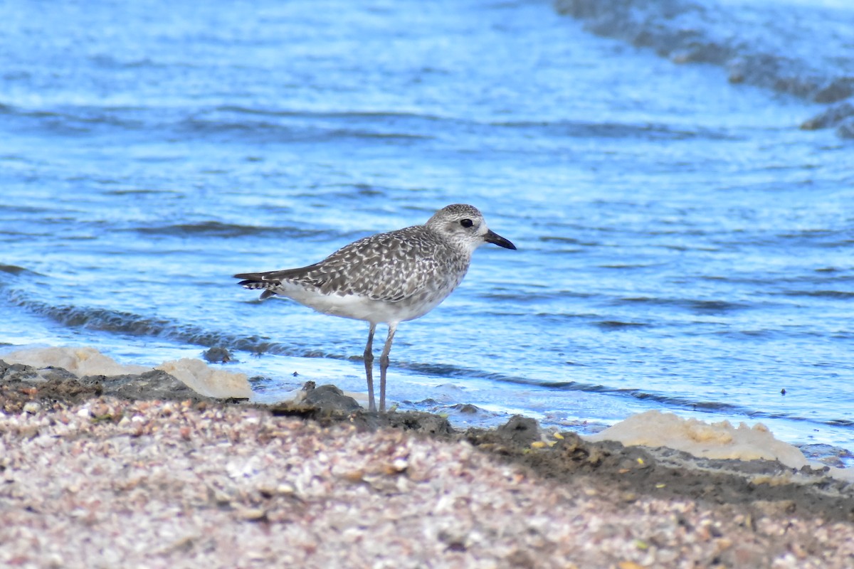 Black-bellied Plover - ML610146903