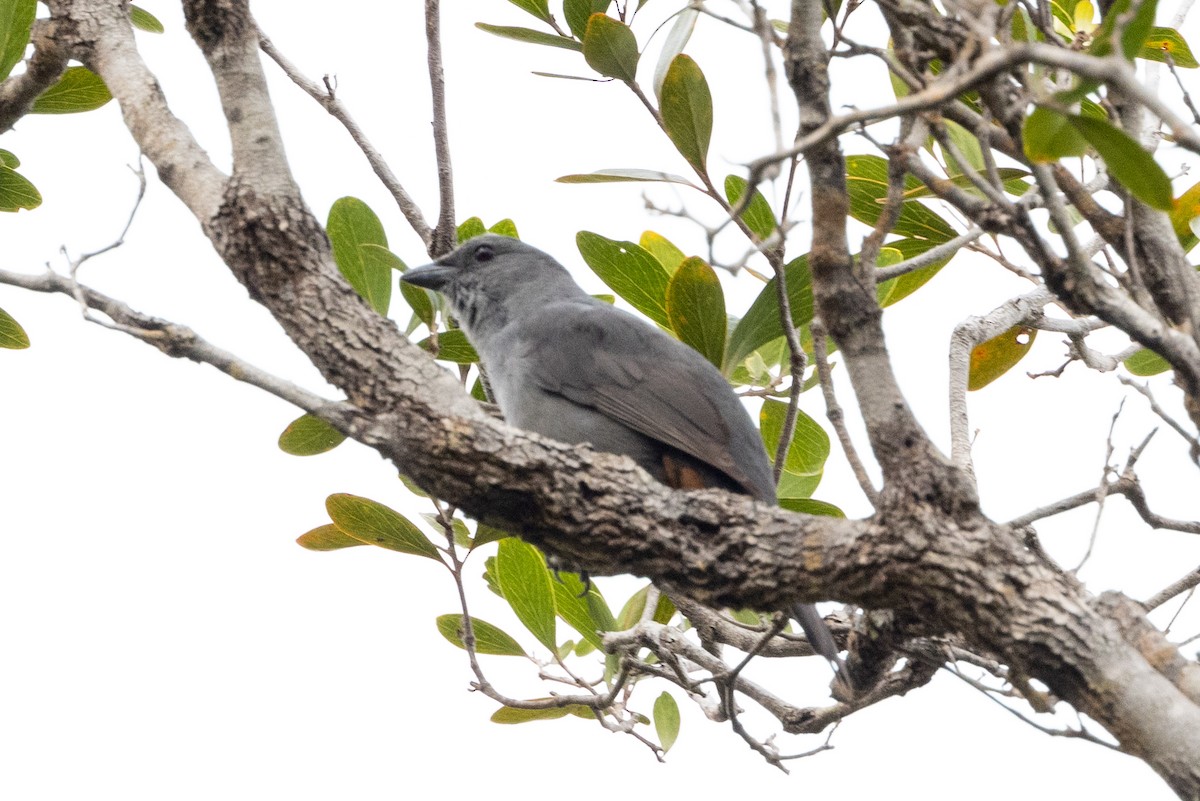 New Caledonian Cuckooshrike - Richard and Margaret Alcorn