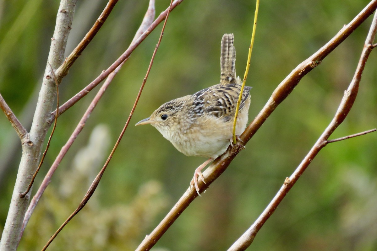 Sedge Wren - Lori Brumbaugh