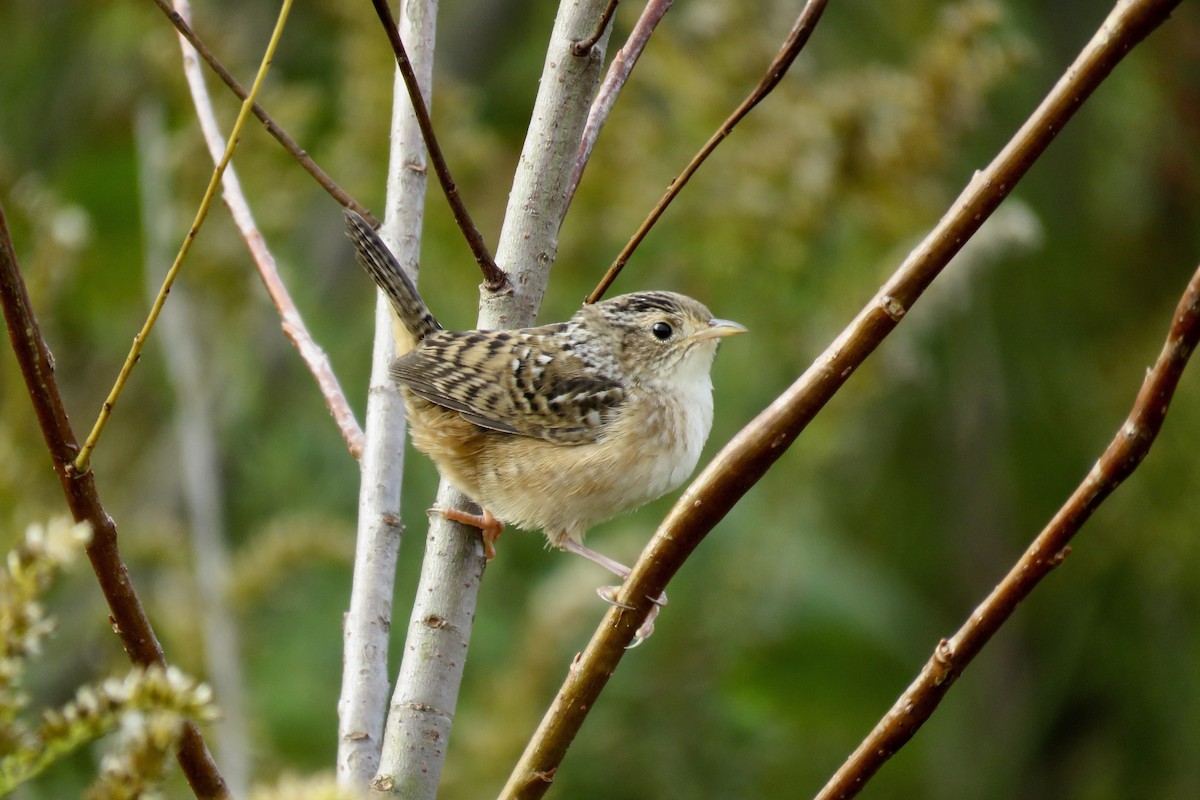 Sedge Wren - Lori Brumbaugh