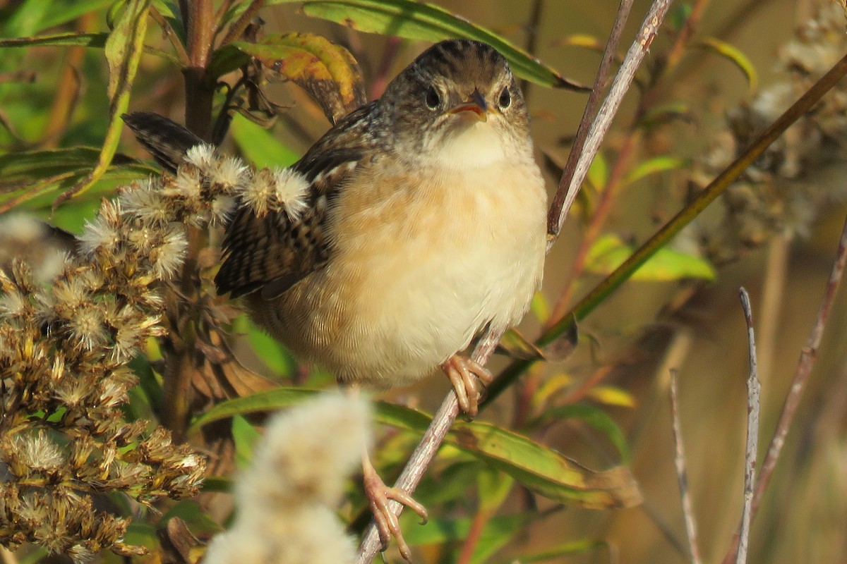 Sedge Wren - Lori Brumbaugh