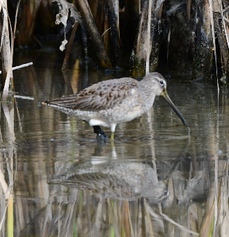Long-billed Dowitcher - ML610146947