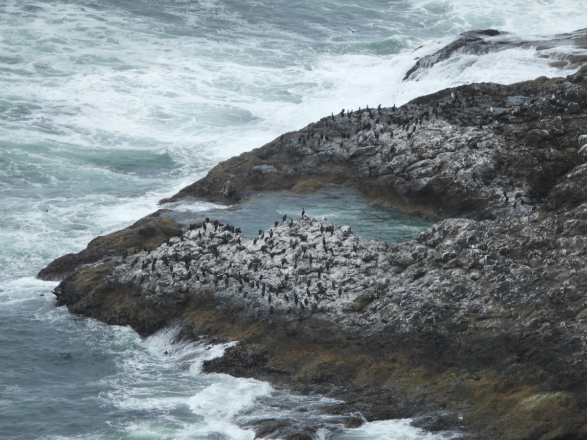 Brandt's Cormorant - ML610146967