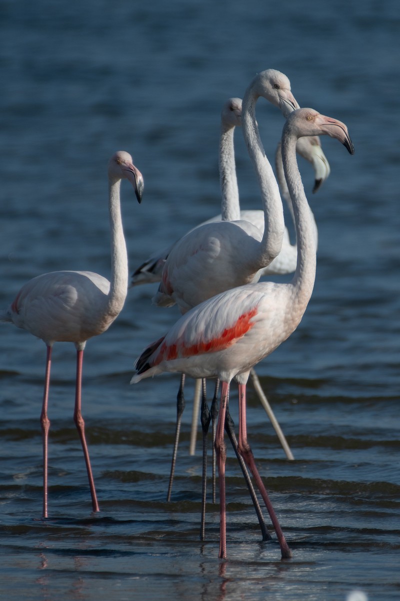 Greater Flamingo - ML610146985