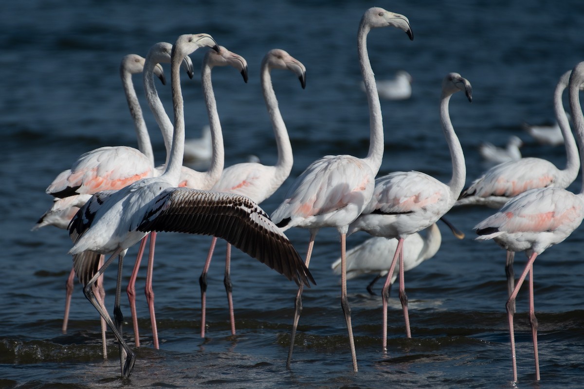 Greater Flamingo - ML610146988