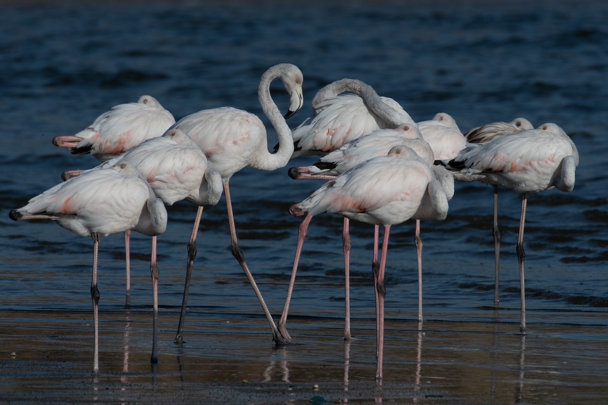 Greater Flamingo - ML610146990