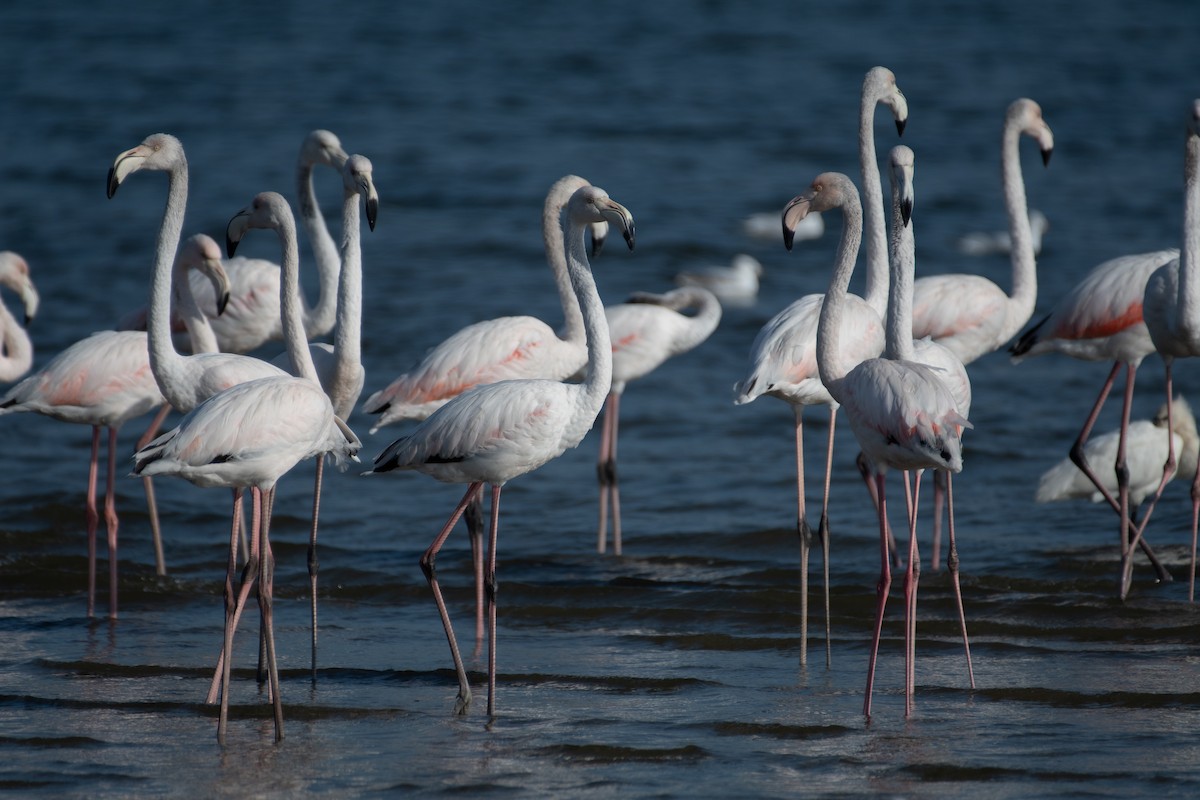 Greater Flamingo - ML610146991