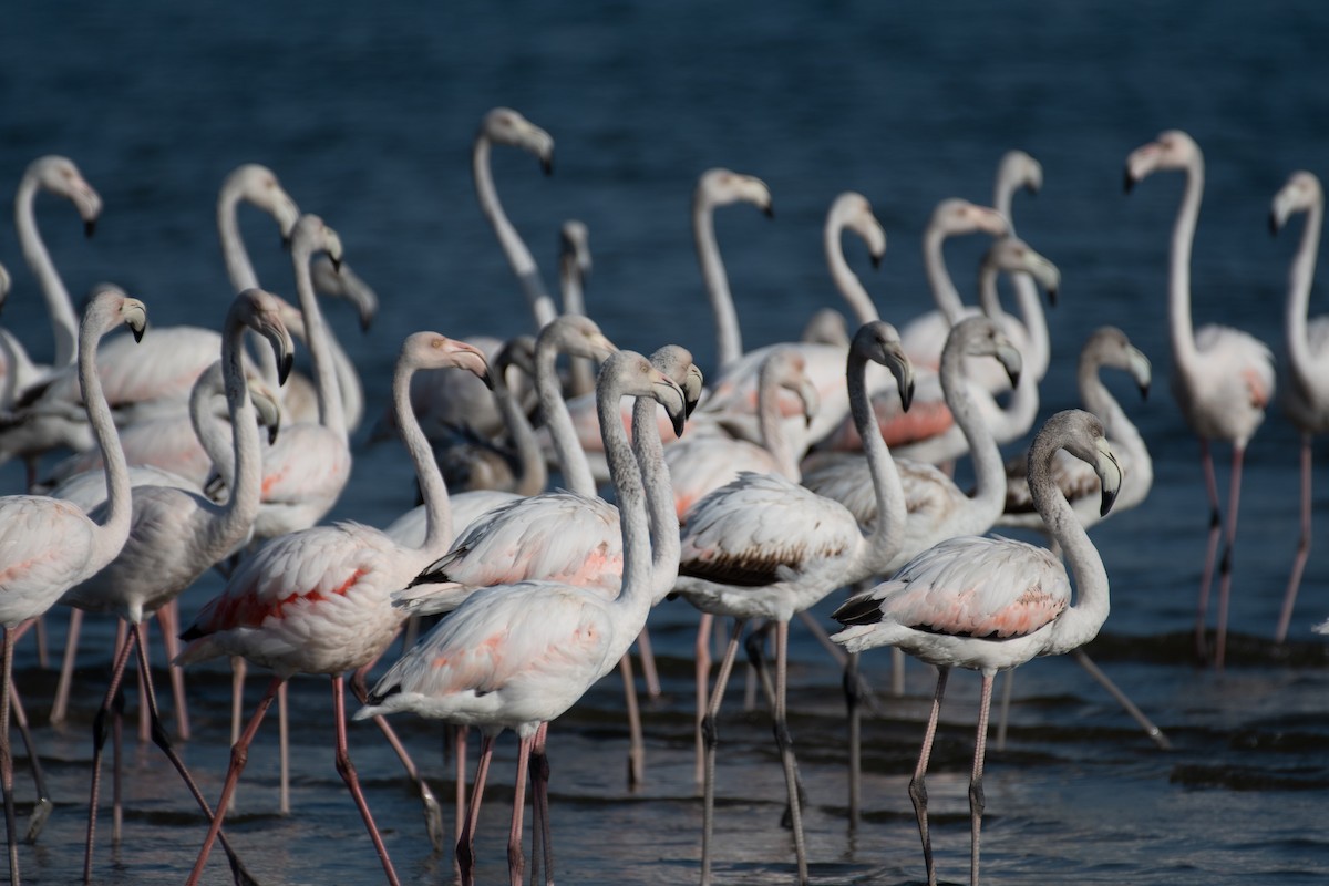 Greater Flamingo - ML610146992