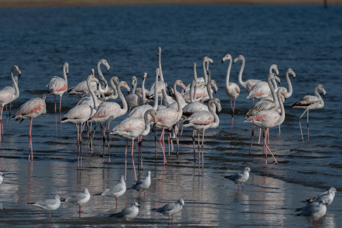 Greater Flamingo - ML610146994