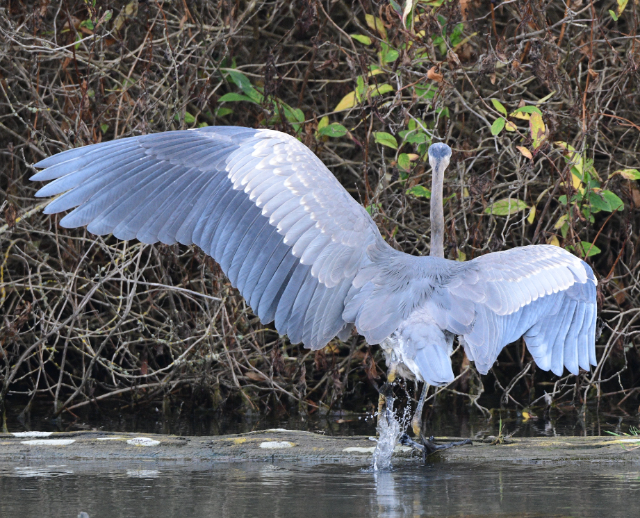 Great Blue Heron - ML610146996