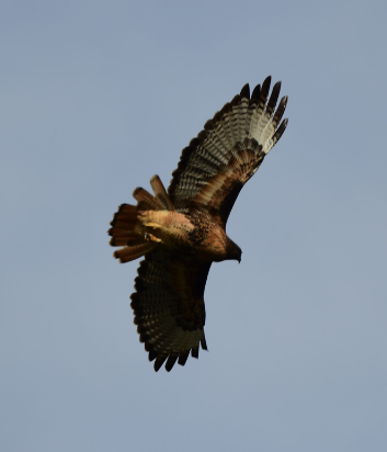Red-tailed Hawk - ML610147026