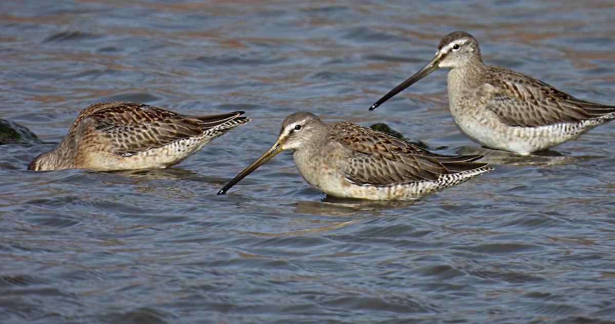 Long-billed Dowitcher - Sharon Henry