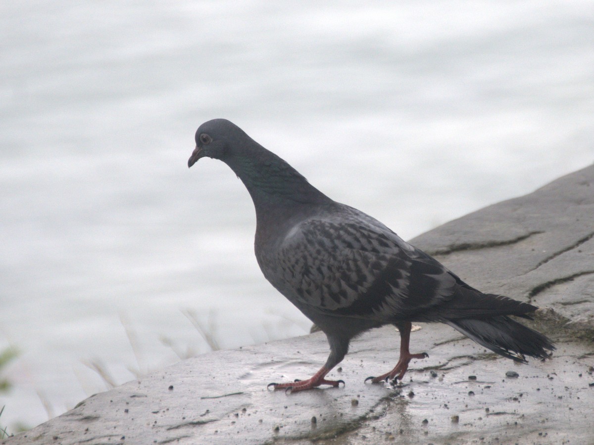 Rock Pigeon (Feral Pigeon) - ML610147080