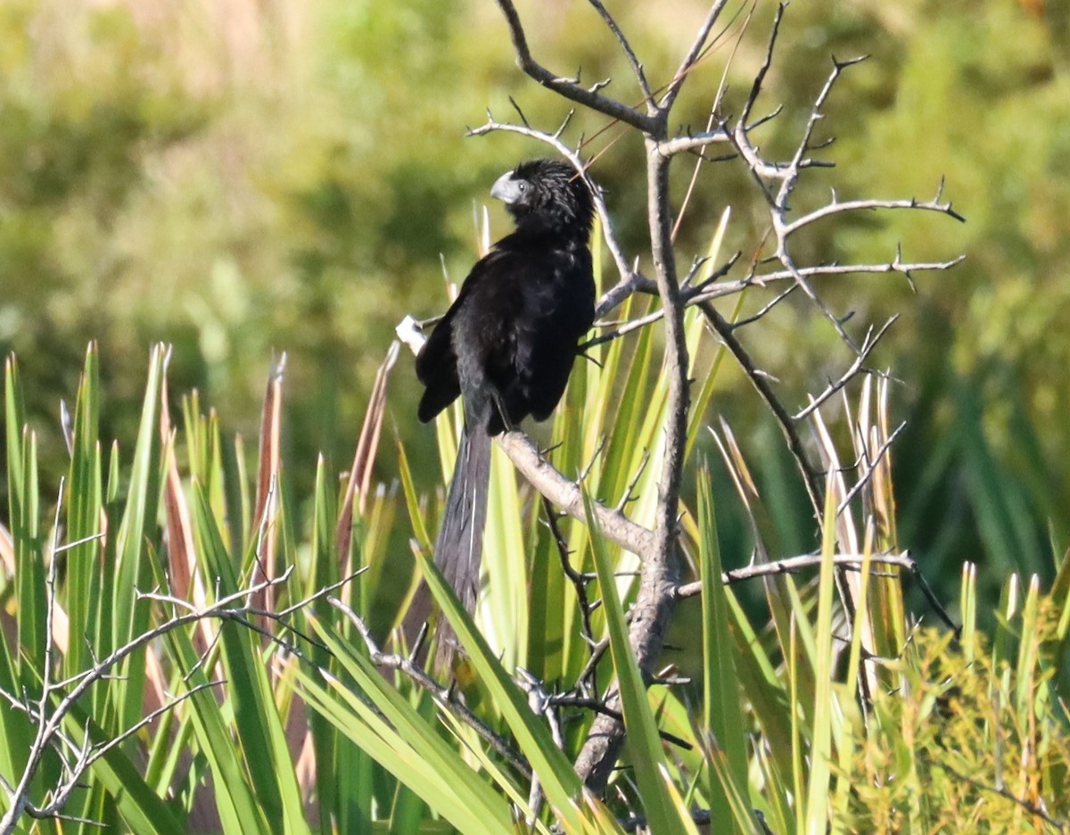 Groove-billed Ani - ML610147177