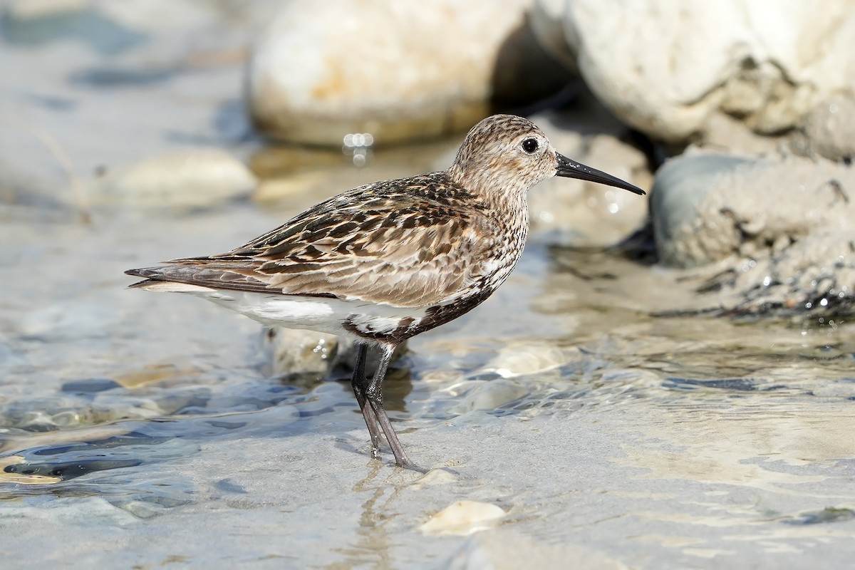 Dunlin - ML610147191