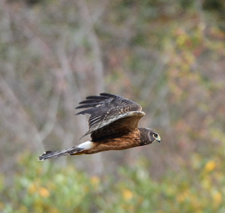 Northern Harrier - ML610147193