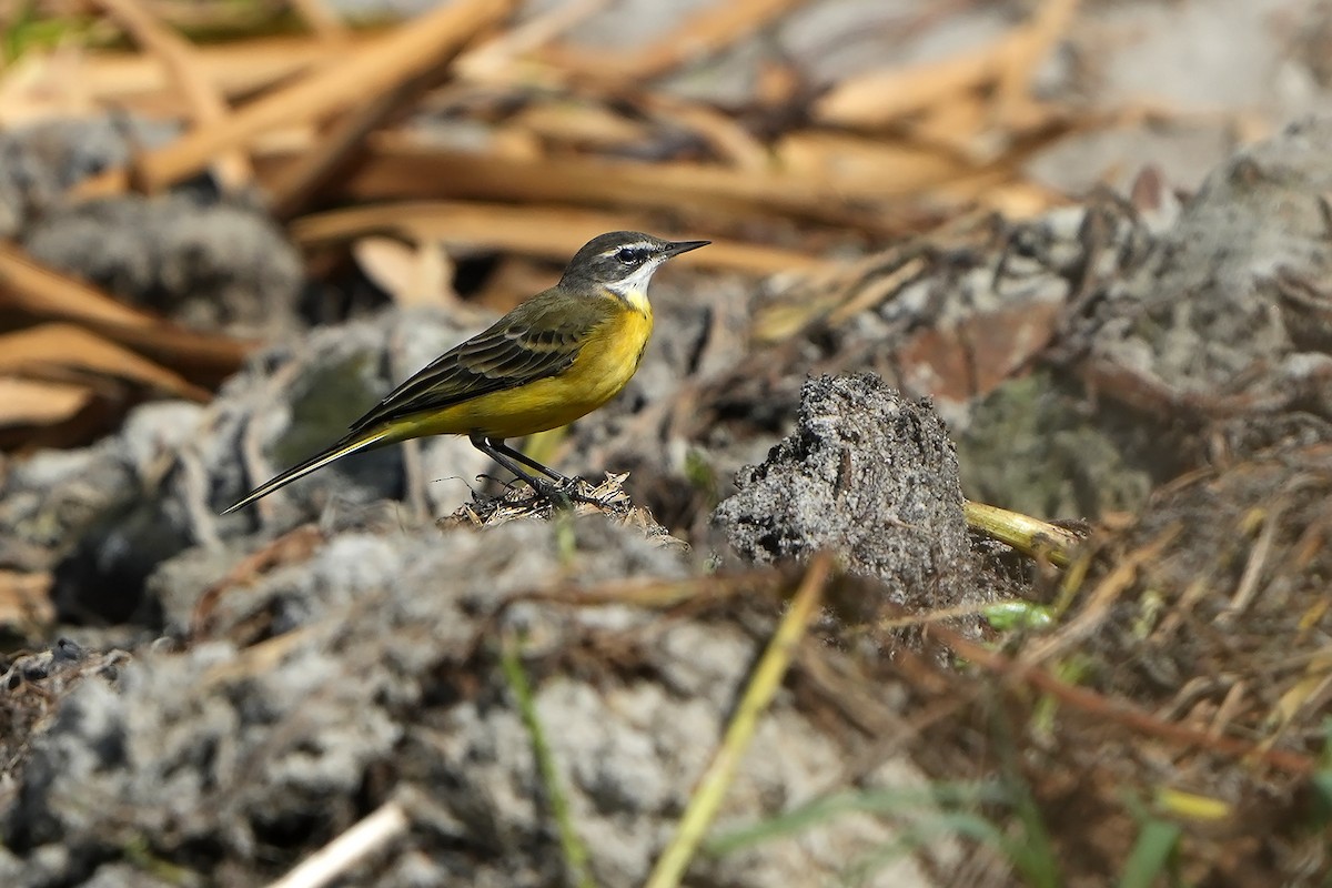 Western Yellow Wagtail - ML610147199