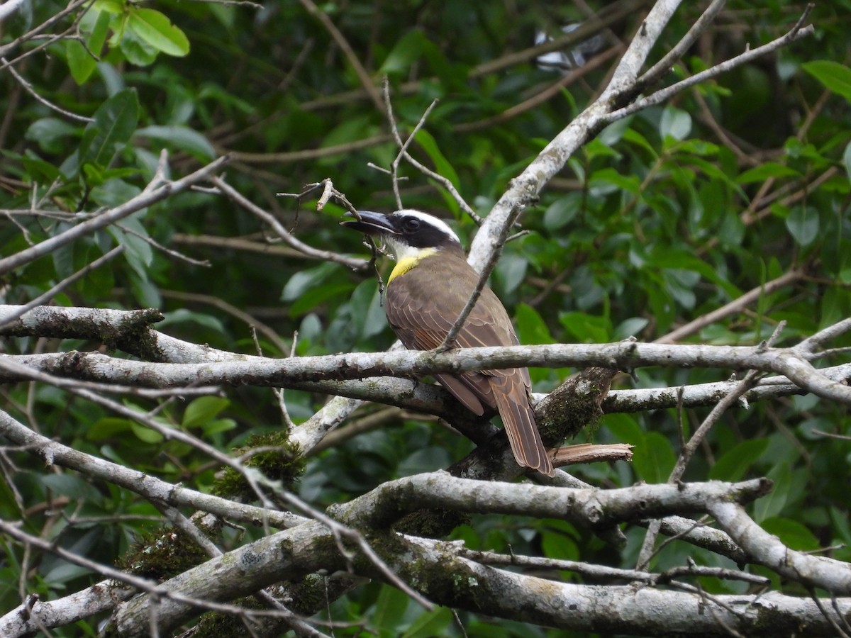 Boat-billed Flycatcher - ML610147207