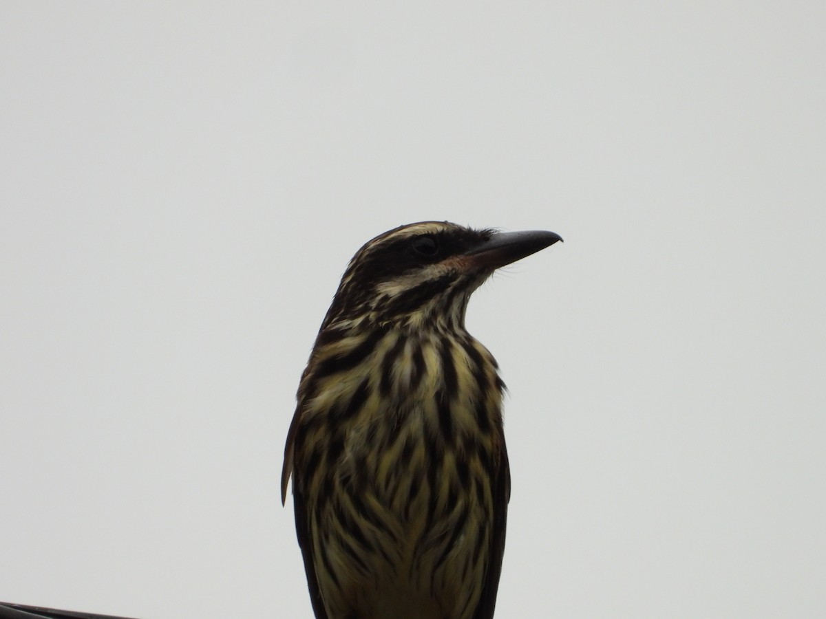 Streaked Flycatcher - ML610147226