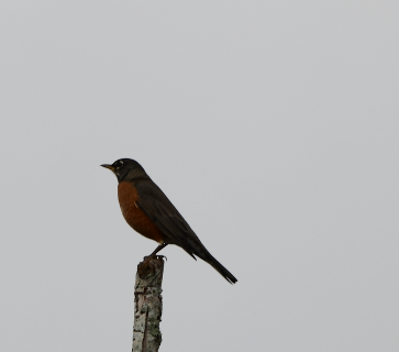 American Robin - ML610147256