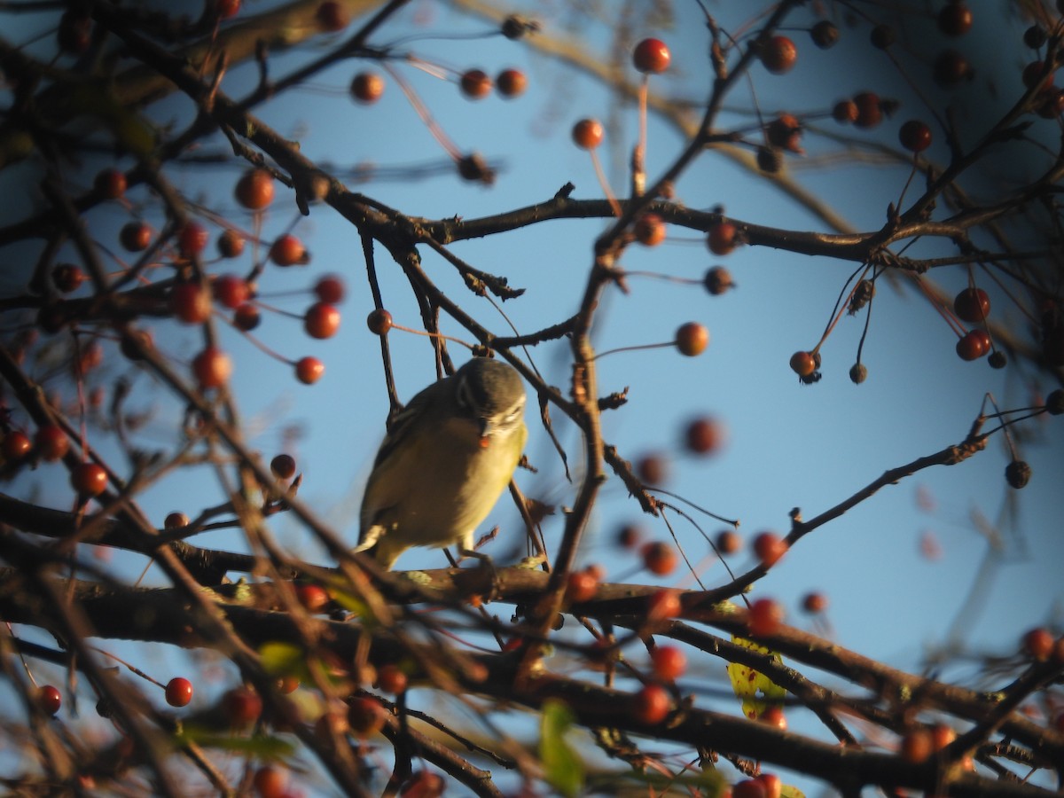 Blue-headed Vireo - ML610147268