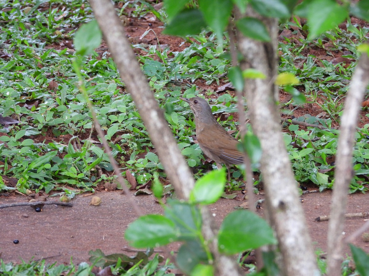 Pale-breasted Thrush - ML610147295