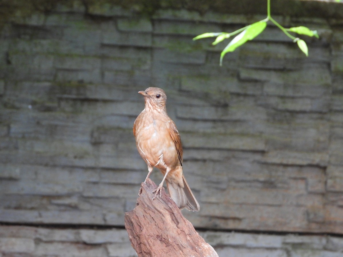 Pale-breasted Thrush - ML610147322